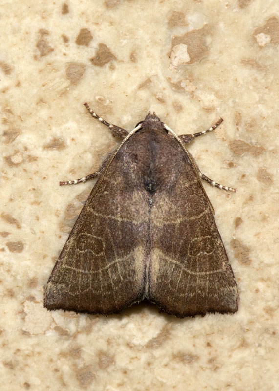 Noctuidae - Atethmia ambusta